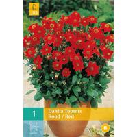 Dahlia topmix rood/red 1st bloembol zomer Dahlia JUB - Jub - thumbnail