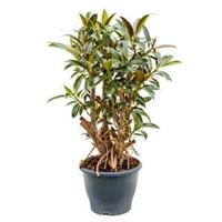 Ficus petit melany kamerplant - thumbnail
