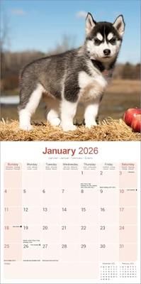 Siberian Husky Kalender 2026