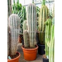 Pachycereus cactus pringlei 3pp kamerplant - thumbnail