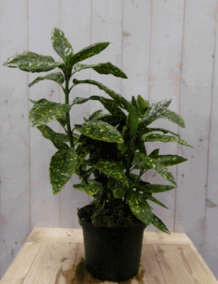 Broodboom Aucuba Japonica 80 cm - 100 cm geelbont Japanse broodboom Warentuin Natuurlijk - Warentuin natuurlijk