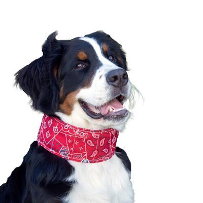 Koelhalsband Red Western Koelhalsband Red Western