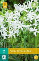 Nerine Bowdenii Alba Bloembol JUB 2 bollen - Jub - thumbnail