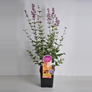 Dwergsering (syringa "Josee" Parfum de Nature)