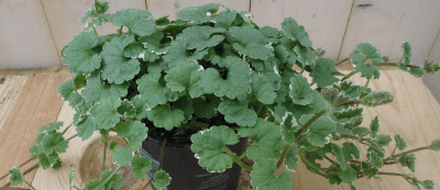 3 stuks! Perkplant Bonte Nepeta hondsdraf Warentuin Natuurlijk - Warentuin natuurlijk