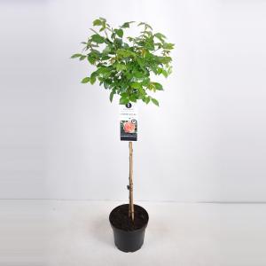Grootbloemige roos op stam (rosa "Chippendale"®) - Op stam 70 cm - 1 stuks