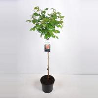 Grootbloemige roos op stam (rosa "Chippendale"®) - Op stam 70 cm - 1 stuks - thumbnail