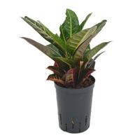 Croton petra 2pp hydrocultuur plant - thumbnail