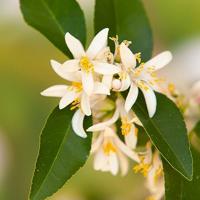 Primavera Orange blossom water bio 100 Milliliter - thumbnail