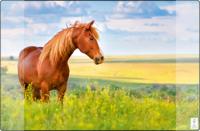 Kangaro K-0014D117 Buro-onderlegger PP 38x58cm Paard - thumbnail