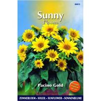 Zaden Sunny Flowers Zonnebloem Pacino Gold Buzzy - Buzzy - thumbnail