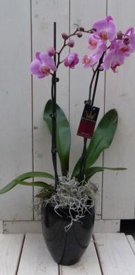 Vlinderorchidee lichtroze 2 stelen in hoge zwarte/antraciete pot 60 cm Warentuin Natuurlijk - Warentuin natuurlijk