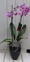 Vlinderorchidee lichtroze 2 stelen in hoge zwarte/antraciete pot 60 cm Warentuin Natuurlijk - Warentuin natuurlijk - thumbnail