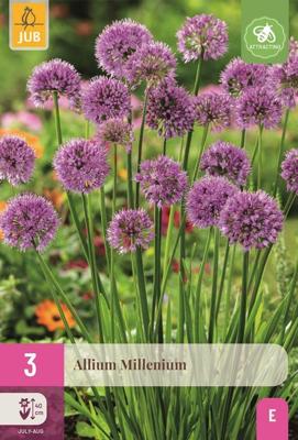 Allium millenium 3 bollen