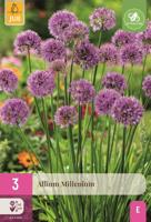 Allium millenium 3 bollen - thumbnail