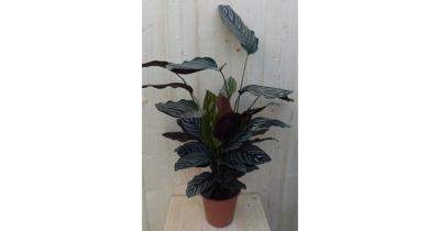 Calathea Ornata Pauwenplant met roze strepen 60 cm kamerplant Warentuin Natuurlijk - Warentuin natuurlijk