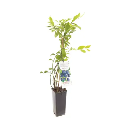 Bosbes (vaccinium corymbosum "Jersey") fruitplanten - In 2 liter pot - 1 stuks