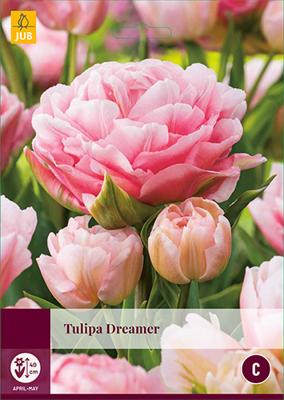 Tulp Dreamer 5 bollen Tulp Dreamer 5 bollen