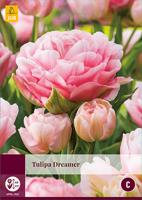 Tulp Dreamer 5 bollen - thumbnail