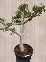 Vijg XXL dikke stam h180 cm Ficus Warentuin Natuurlijk - Warentuin natuurlijk - thumbnail