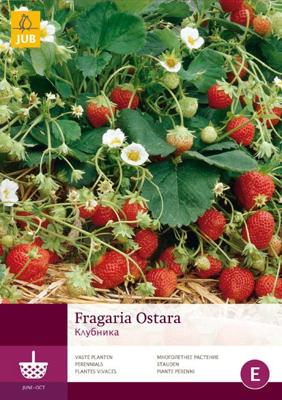 Aardbeienplant Ostara