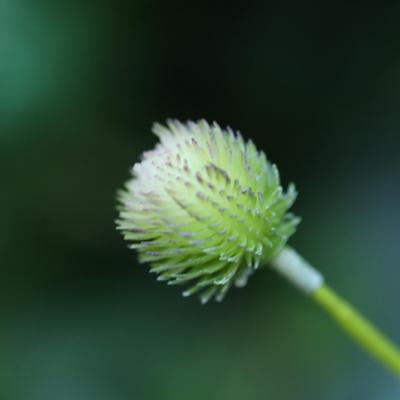 Gomphrena Kunsttak 65cm Creme