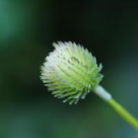 Gomphrena Kunsttak 65cm Creme - thumbnail