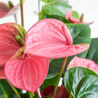Anthurium Andreanum (Roze) - Flamingoplant - P17