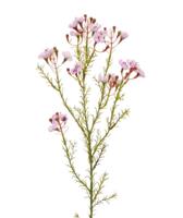 Waxflower kunsttak 65 cm roze - thumbnail
