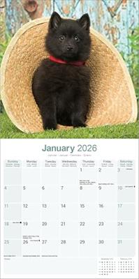 Schipperke Kalender 2026