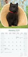 Schipperke Kalender 2026 - thumbnail