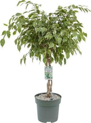 Ficus Safrana - Golden King Twisted Stem II Potmaat 17 H60-65 kamerplant Beautanic Lifestyle - Beautanic lifestyle