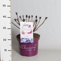 Hydrangea Macrophylla "Charming® Sophia Blue"® boerenhortensia - 30-40 cm - 1 stuks - thumbnail