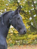 Halsriem voor paard nylon 5cm - thumbnail