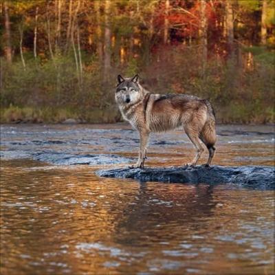 Wolven Kalender 2026