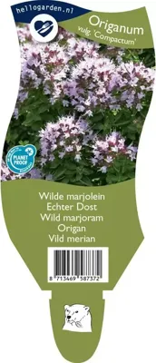 Wilde marjolein kruid Origanum vulgare Compactum Griffioen - Griffioen
