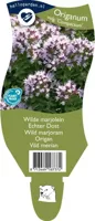 Wilde marjolein kruid Origanum vulgare Compactum Griffioen - Griffioen - thumbnail