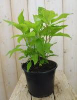 Hydrangea Arborescens "Strong Annabelle"® sneeuwbalhortensia - thumbnail