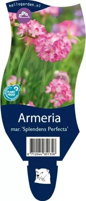 Armeria mar. Splendens Perfecta vaste plant Griffioen - Griffioen