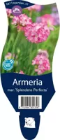 Armeria mar. Splendens Perfecta vaste plant Griffioen - Griffioen - thumbnail