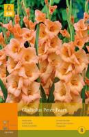 Gladiolus peter pears 10st bloembol zomer Gladiool JUB - Jub - thumbnail