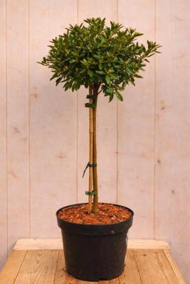 Bloombux Rhododendron Micranthum op stam 80 cm roze bloem Warentuin Natuurlijk - Warentuin natuurlijk Bloombux Rhododendron Micranthum op stam 80 cm roze bloem Warentuin Natuurlijk - Warentuin natuurlijk