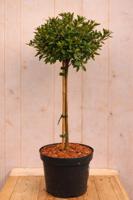 Bloombux Rhododendron Micranthum op stam 80 cm roze bloem Warentuin Natuurlijk - Warentuin natuurlijk - thumbnail