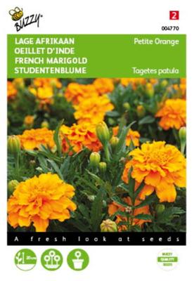 Tagetes, lage Afrikaan Petite Orange
