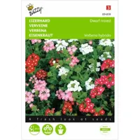 Verbena, IJzerhard compact kleurenmengsel - thumbnail
