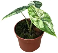 Alocasia 'Dragon scale' variegata 15cm - thumbnail