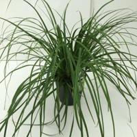Japanse zegge (Carex "Evergreen") siergras - In 2 liter pot - 1 stuks - thumbnail