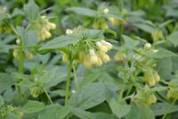 Smeerwortel - thumbnail