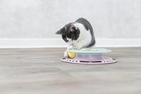 Trixie junior kitten circle - thumbnail
