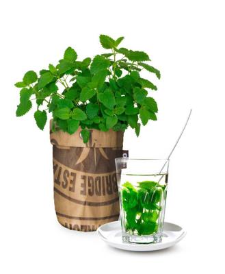 Seeds en tea garden bio citroenmelisse